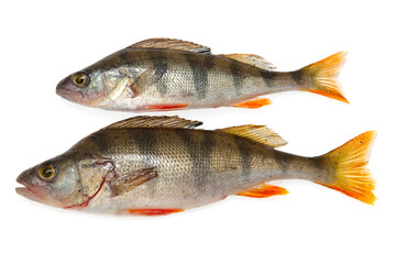 fresh fish perch on white background