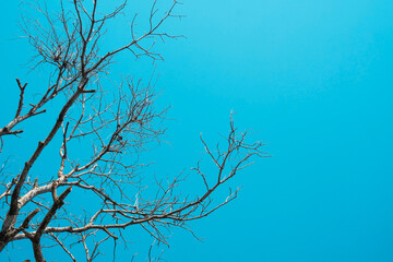 Dead and dry big tree blue sky background .
