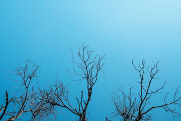 Dead and dry big tree blue sky background . - 397981505
