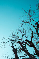 Dead and dry big tree blue sky background . - 397981530