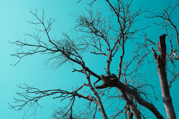 Dead and dry big tree blue sky background . - 397981532