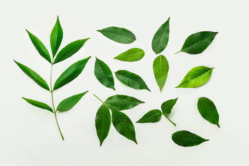 Green ash leaves on white background