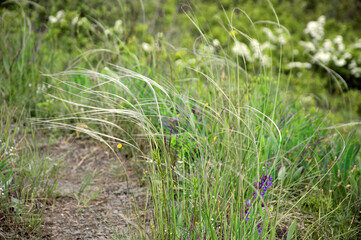 Steppe feather grass close-up. Feather grass in the steppe.