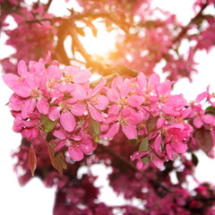 Blurry image of  a branch with pink flowers. Cropped shot of blooming tree. Nature, spring concept. 