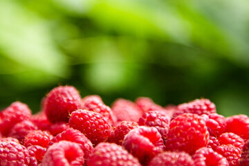 Fresh red ripe raspberries