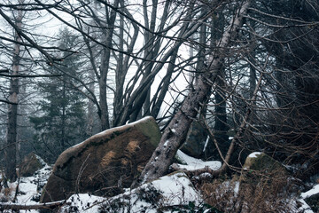 Felsen und Bäume im winterlichen Wald