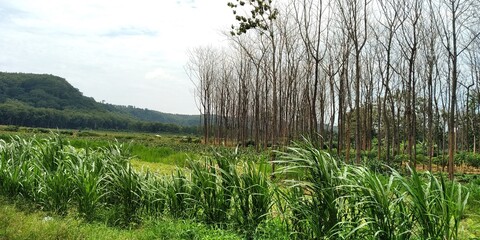 grass in the wind