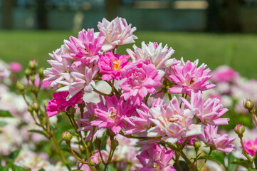 Fototapeta premium Roses Symphonie du Printemps Pink and white roses in the park garden
