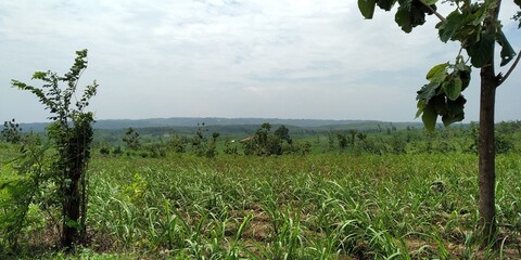 field and blue sky