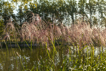 Decorative grass by the pond.