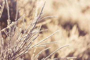 Foto op Plexiglas Frozen meadow © Galyna Andrushko