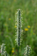 Ein Halm blühendes Gras / Gräser steht vor einem natürlichen Hintergrund einer Wiese im Frühling