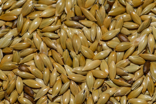 Canary grass (Phalaris canariensis) seeds in detail