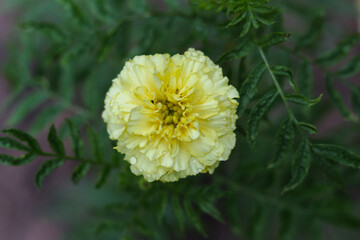 yellow marigold garden flower