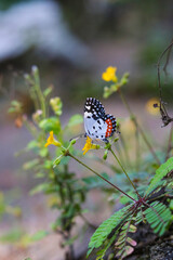 butterfly seeking nectar on a sensitivum flower with copy space,