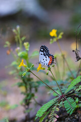 butterfly seeking nectar on a sensitivum flower with copy space,