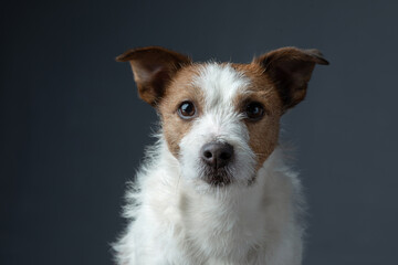 Portrait red dog on a gray background. attentive Jack Russell Terrier. Pet in the studio
