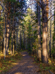 A forest path in the autumn forest in the afternoon on a sunny day.