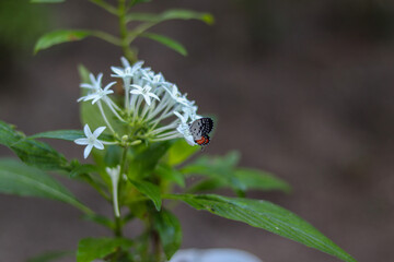 white Flower with butterfly in home gar