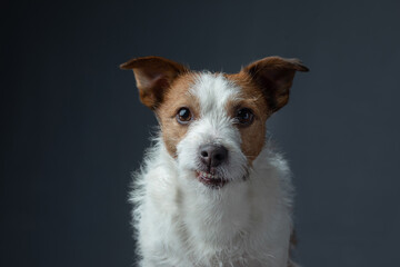 Portrait red dog on a gray background. attentive Jack Russell Terrier. Pet in the studio