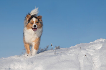 Dog, Australian Shepherd jumps, runs, raging with joy in the snow - 397985997