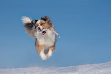 Dog, Australian Shepherd jumps, runs, raging with joy in the snow - 397986187