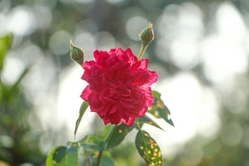 Rose flower background. Colorful roses flower.