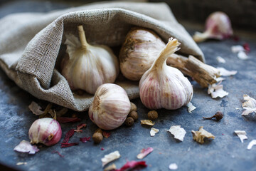 Garlic. Garlic clove, garlic bulb in a sack of burlap on a dark background.