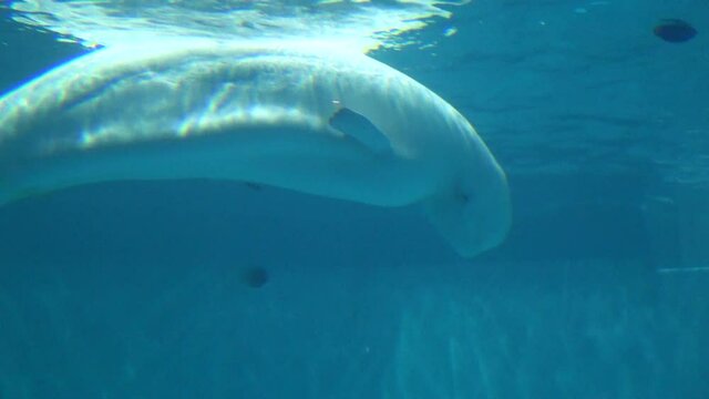 水の中を休むシロイルカ  鯨 ベルーガ 4K  全身 クローズアップ