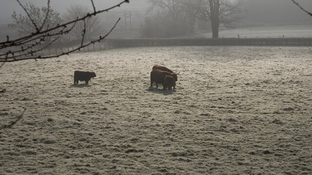 a family of 4 furry highland cows on a frozen pasture on a foggy morning
