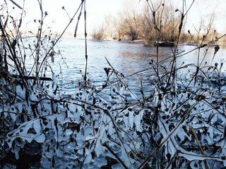 ice-covered plants by the river, first frosts