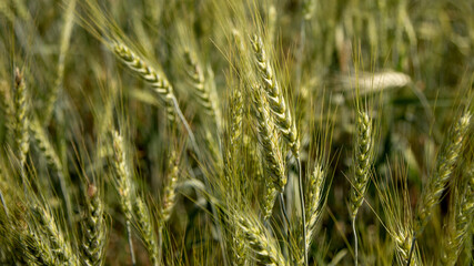backgroun of fresh green field in wheat farm.