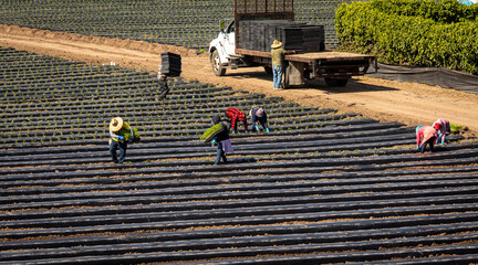 Field workers planting seedlings in bell pepper field