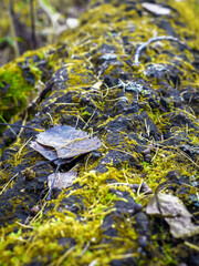 An ancient fallen tree overgrown with moss and mushrooms in the afternoon on a sunny day. Close-up.