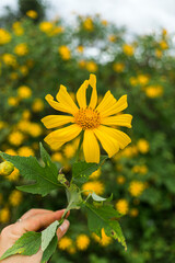 close-up of hand holding wild anemone flower ( another name is wild sunflowers). Nature and travel concept.