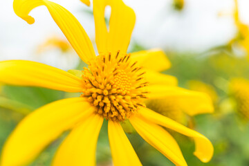 Obraz premium close-up of wild anemone flowers ( another name is wild sunflowers). Nature and travel concept
