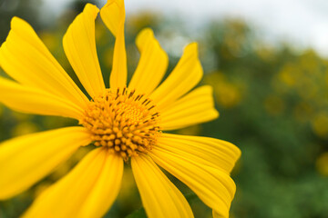 close-up of wild anemone flowers ( another name is wild sunflowers). Nature and travel concept