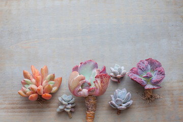 Colorful succulent echeveria border on gray retro wooden background