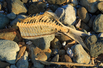 A headless fish skeleton lying on a stony beach 
