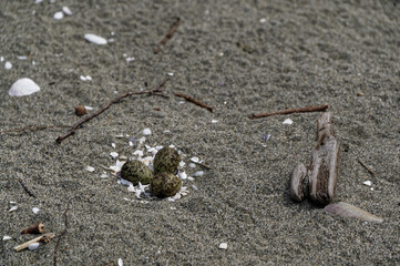 A nest containing three eggs on the beach laid by New Zealand's variable oyster-catcher, a species of wader in the family Haematopodidae