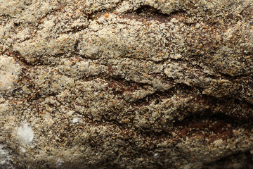 Fresh baked dark bread on whole background, close up