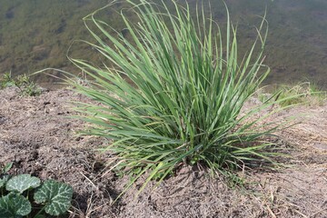 Lemon grasses is growing on ground flooring closeup near water resources.
