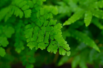 Beautyful tropical ferns green leaves background