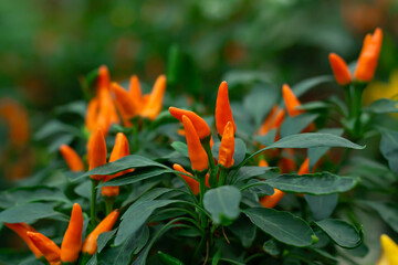 Variety of small chili pepper growing in garden or pot