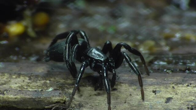 Die Gew&ouml;hnliche oder Gemeine Schwarzspinne (Zelotes subterraneus), auch Schwarze Glatt- oder Plattbauchspinne