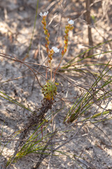 The stem-forming pygmy sundew Drosera scorpioides in the Cape Le Grand Nationalpark, east of Esperance, Western Australia