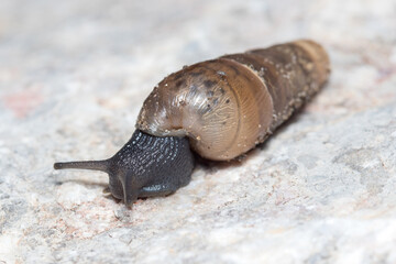 Rumina decollata snail crawling on a rock