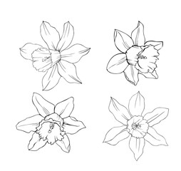 Daffodil flowers black and white isolated pattern.