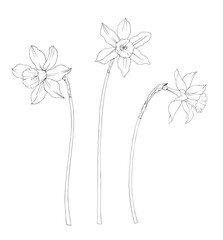 Black and white vector image of daffodils. Isolated set on a white background.