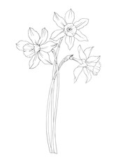 Daffodils black and white drawing.A bouquet of romantic flowers